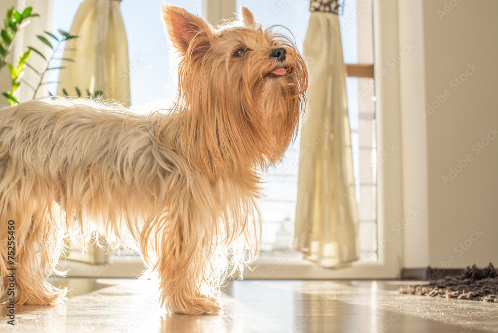 Yorkshire terrier