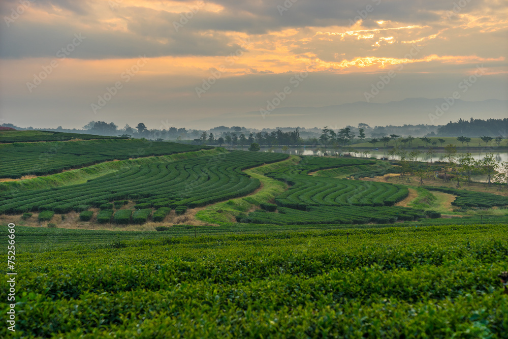 Green tea field in the morning sunrise