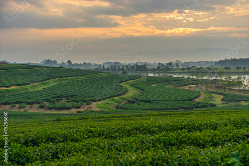 Green tea field in the morning sunrise