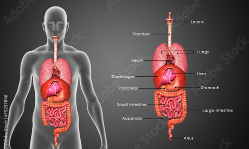 Tableau sur toile Human Organs
