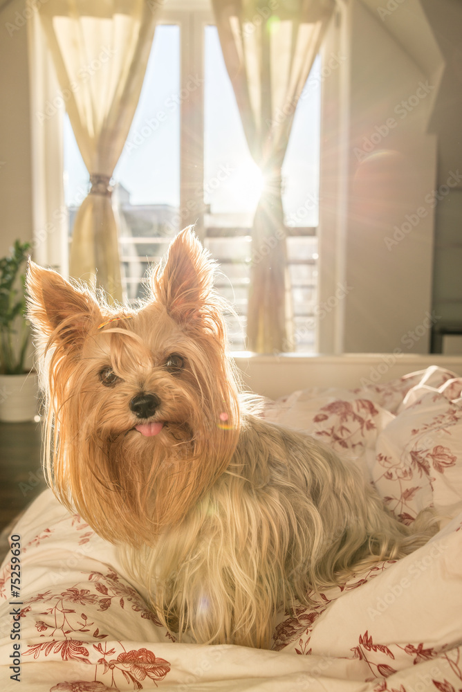 Yorkshire terrier