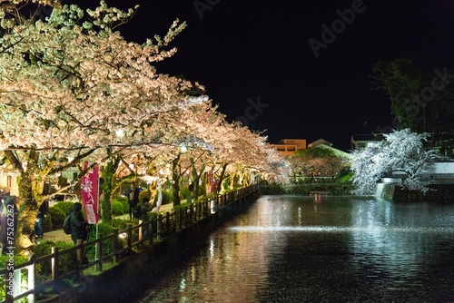 Night Cherry Blossoms