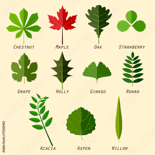 Simple silhouettes of leaves with names of plants in flat design