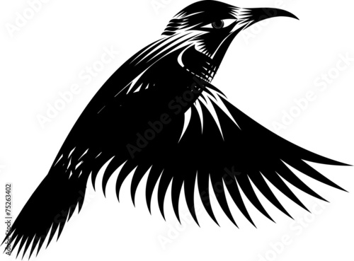 black and white hummingbird