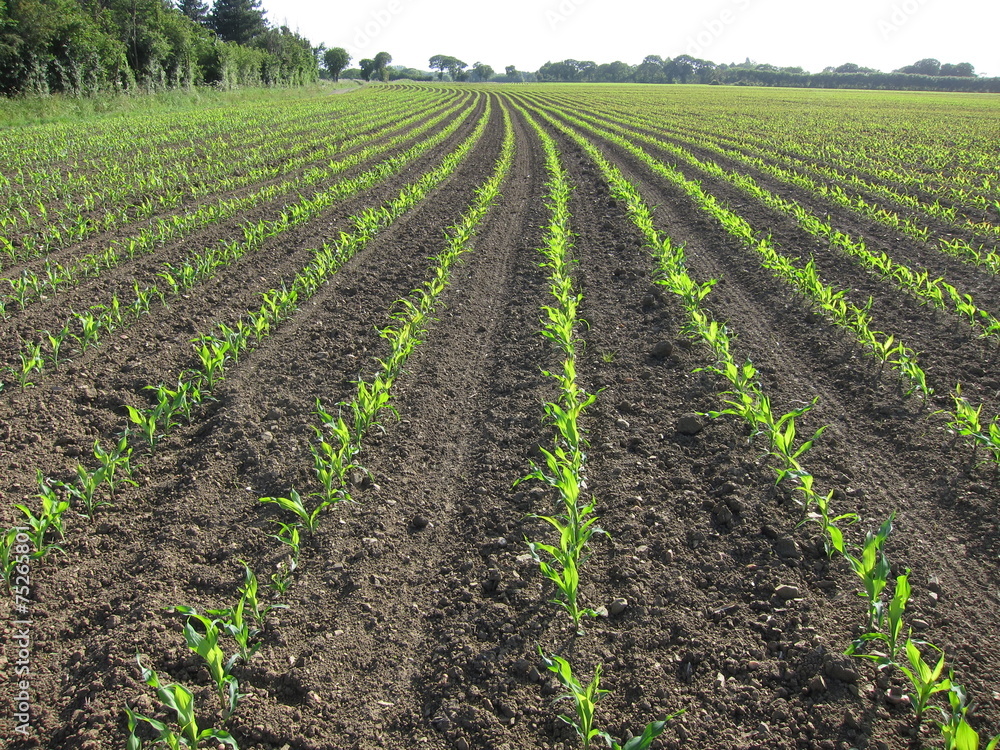 Corn field in Spring Corn field in Spring