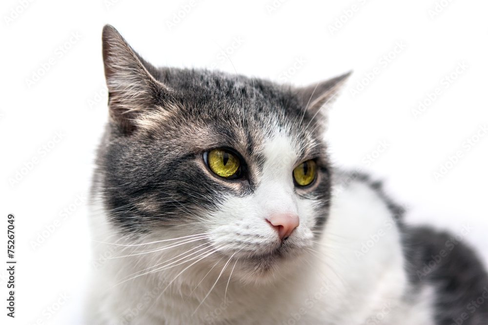 Fototapeta premium Cat portrait isolated on white
