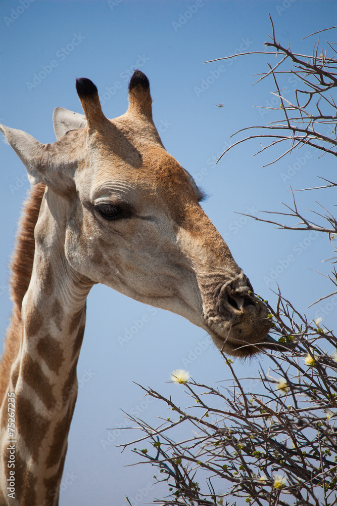 Naklejka premium Giraffa mangia foglie di acacia
