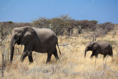Namibia elefante con piccolo © Gianfranco Bella