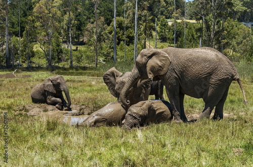 Elephants make mud bath