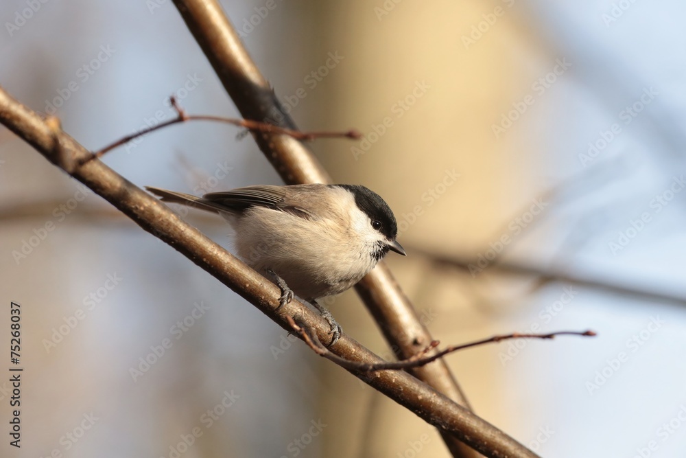 Marsh tit (Parus palustris) on a twig at dawn