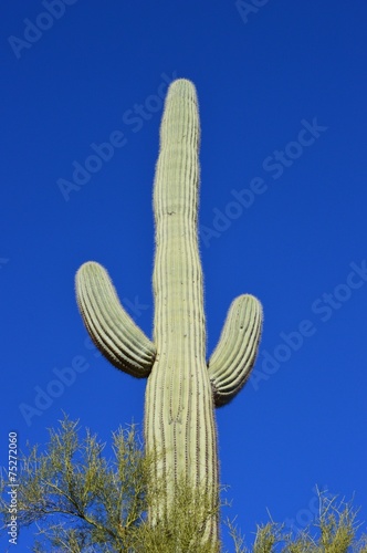 Saguaro Cactus against the Sky