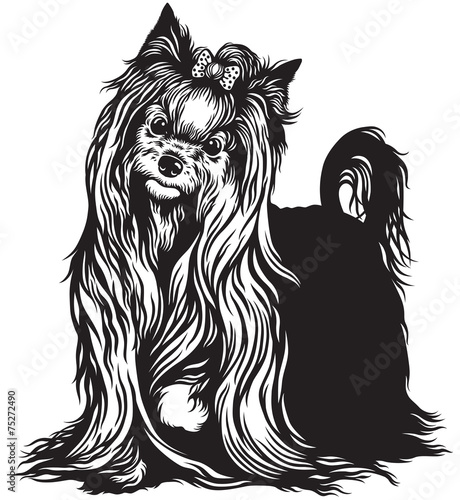 yorkshire terrier black white