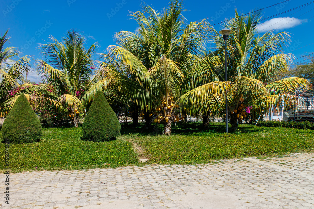 Fototapeta premium garden outdoors view with palm and sky at background