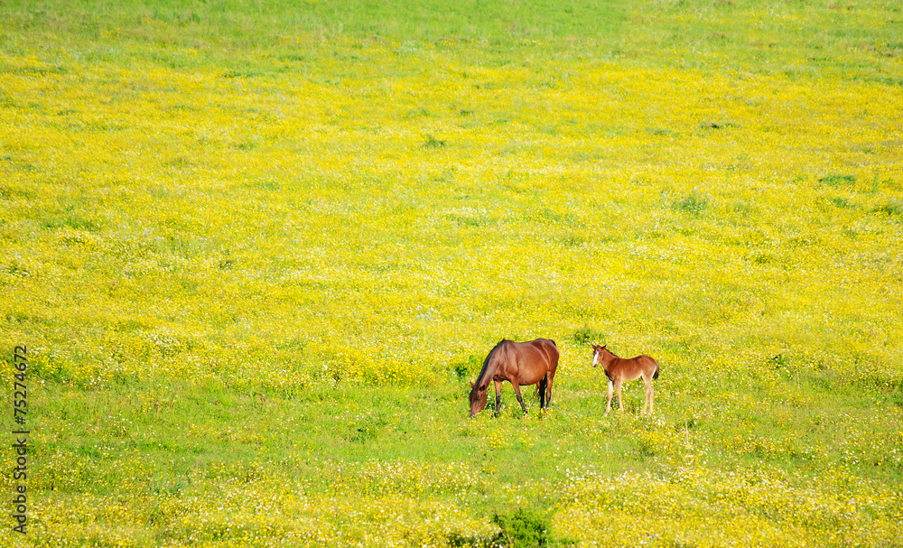 horse and foal in a green and yellow meadow horse and foal in a green and yellow meadow
