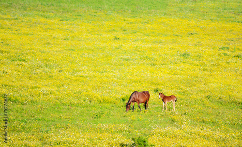 horse and foal in a green and yellow meadow