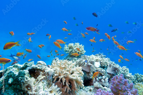 coral reef  with exotic fishes anthias in  tropical sea #75278404