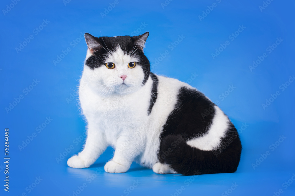 British shorthair cat on a blue background isolated