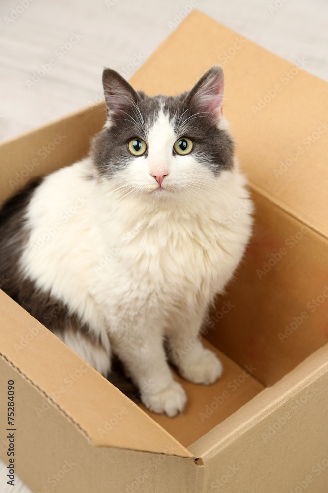 Cute cat sitting in cardboard box Cute cat sitting in cardboard box