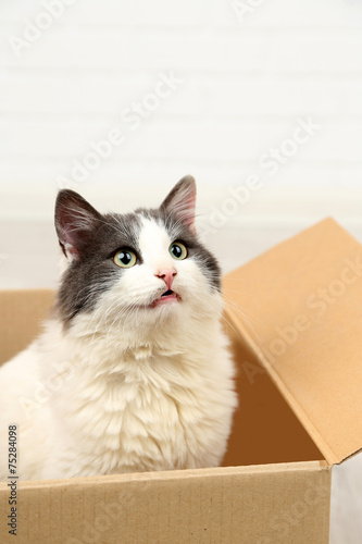 Fototapeta Naklejka Na Ścianę i Meble -  Cute cat sitting in cardboard box