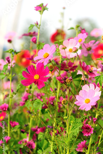 Beautiful cosmos flowers blooming in tibet 