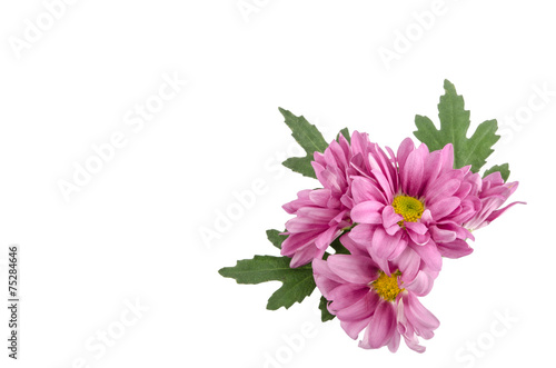 Pink flowers background