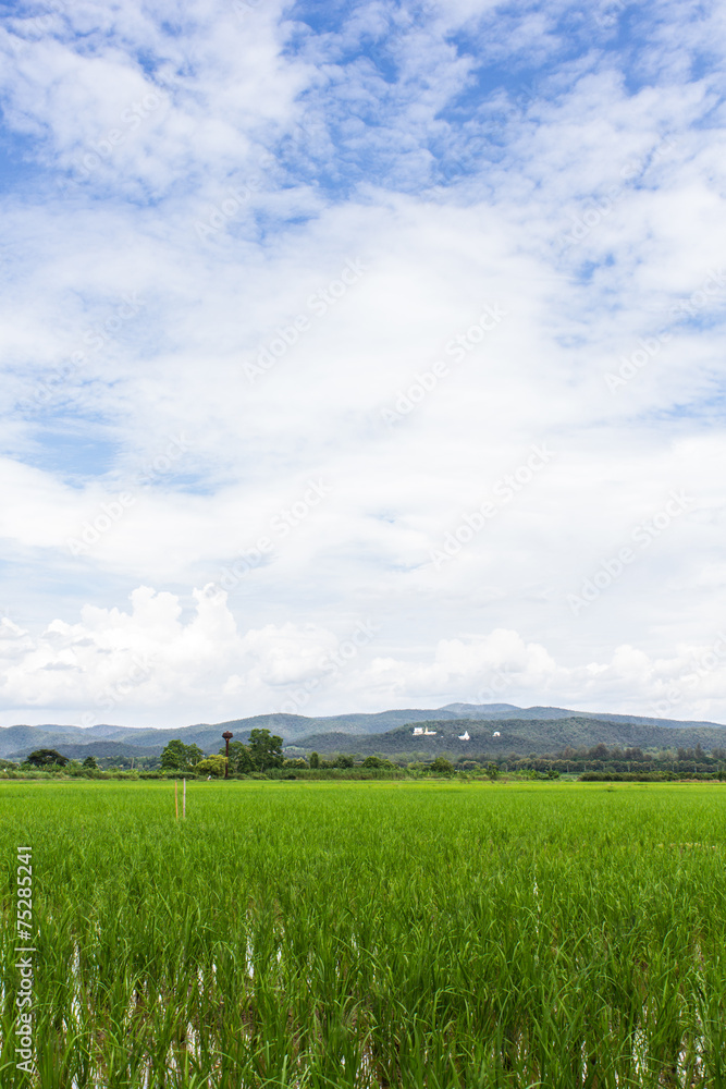 Green rice field with beauty sky in Thailand Green rice field with beauty sky in Thailand