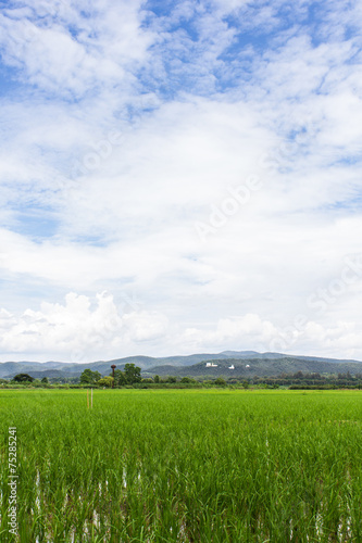 Green rice field with beauty sky in Thailand