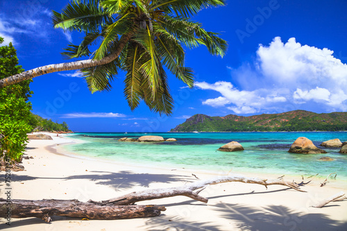 Fototapeta Naklejka Na Ścianę i Meble -  pure tropics. white sand, palm-tree, azure sea