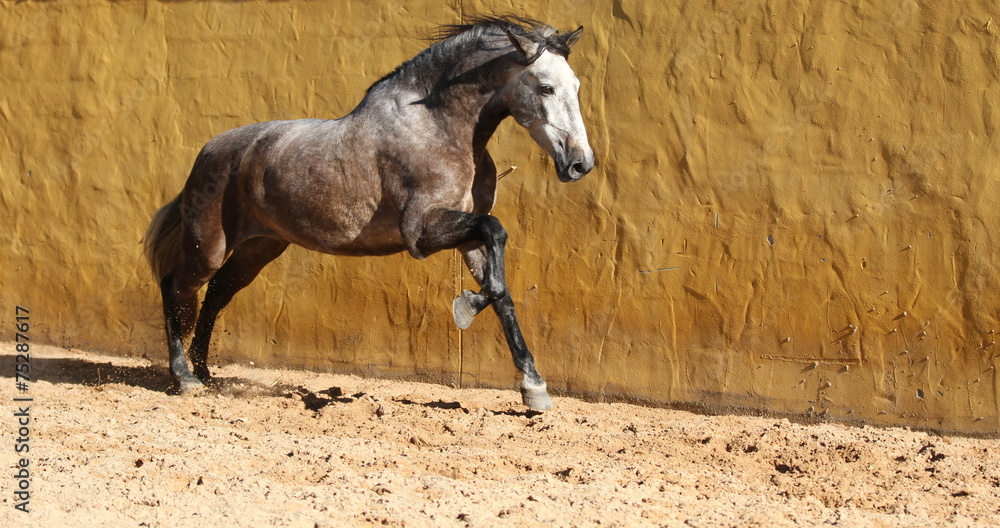 Apelschimmel im Galopp