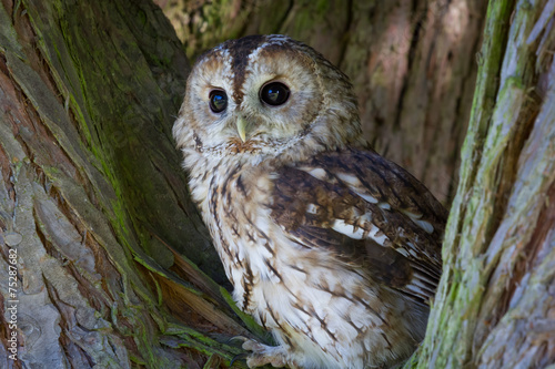 Tawny Owl in tree photo