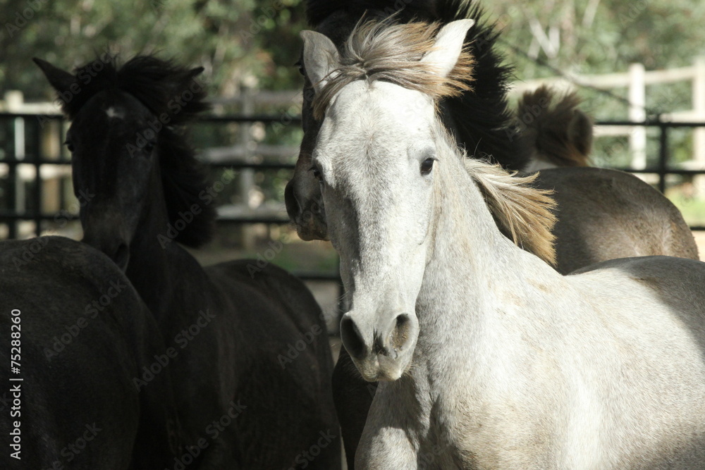 Obraz premium Fohlen - Schimmel