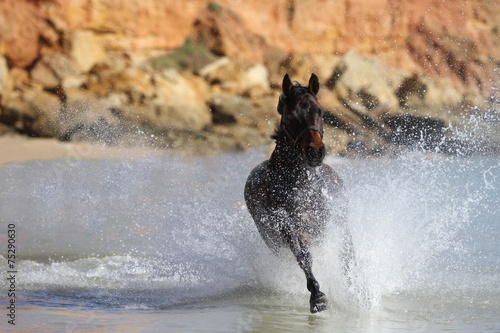 Quarterhorse im Meer photo