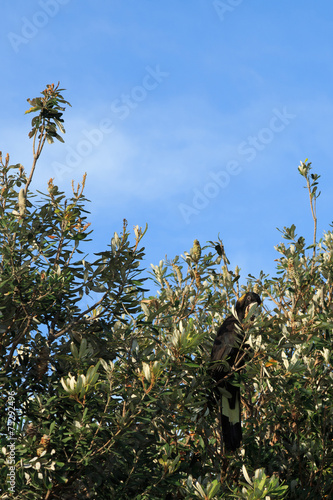 Yellow Tailed Black Cockatoo