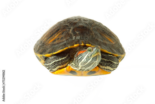 Turtle photo