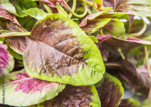 Obraz na płótnie Chinese red spinach