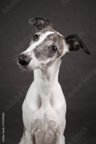 portret charta angielskiego na ciemnym tle