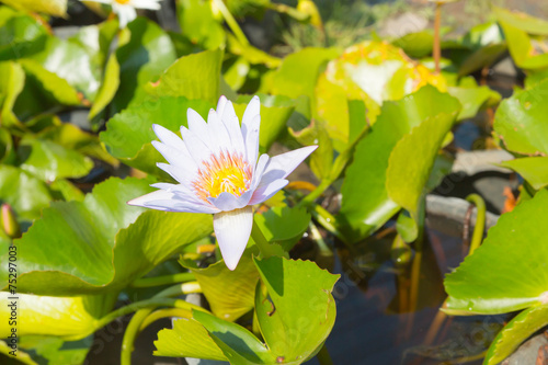 Purple lotus flower opened on a pond with yellow center