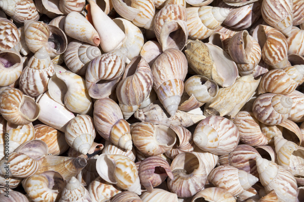 Sea shells Sea shells