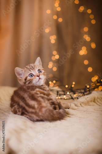 British kitten, Christmas and New Year
