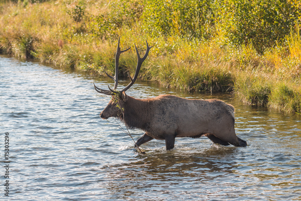 Bull Elk Crossing a Stream