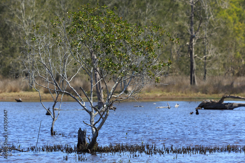 Brunswick Heads Saltmarsh