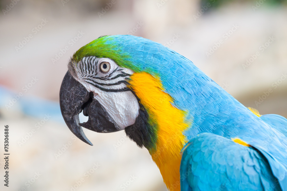 Obraz premium colorful macaw