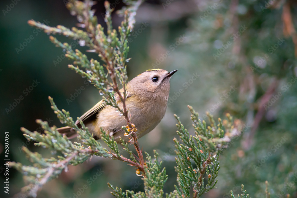 Fototapeta premium Goldcrest