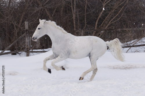 White stallion galloping on a cold winter day