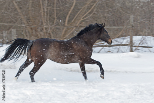 Beautiful bay spanish stallion enjoy the snow farm