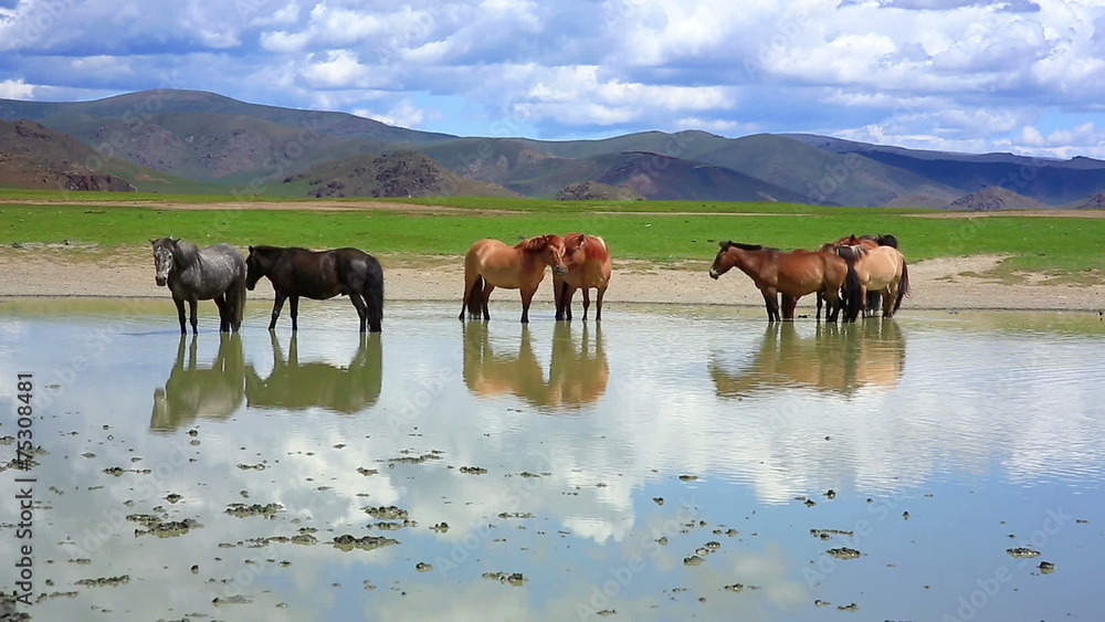mongolian horses in vast grassland, mongolia mongolian horses in vast grassland, mongolia