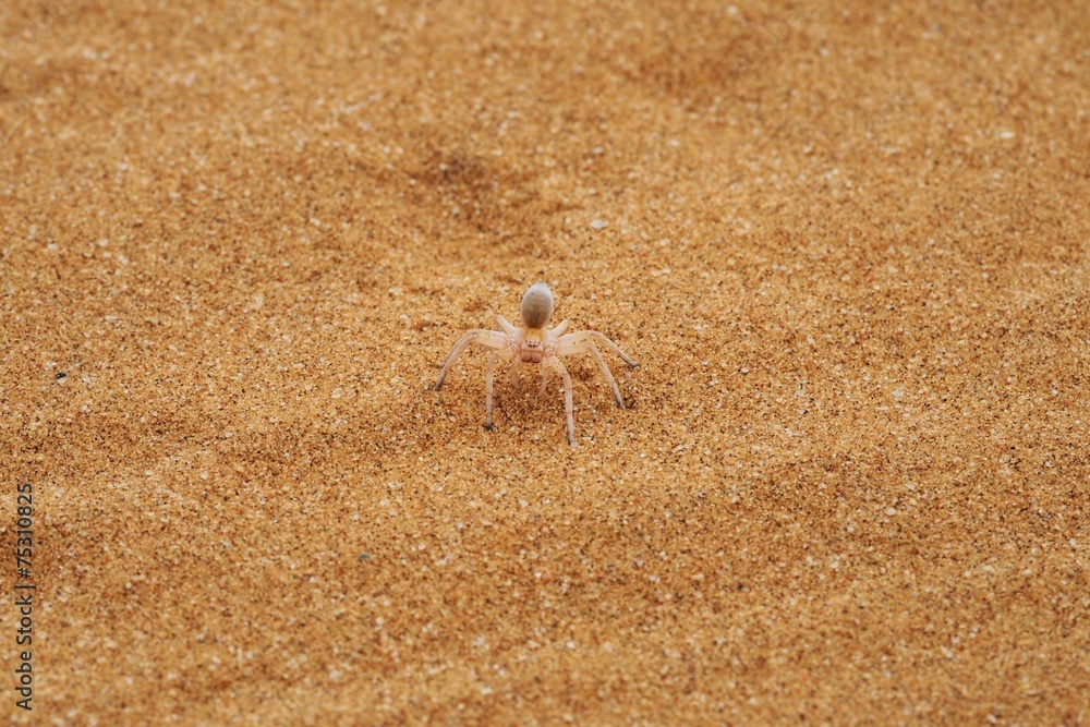dancing white lady (carparachne aureoflava) StockFoto Adobe Stock