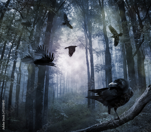 Obraz na plátně Crows in the forest
