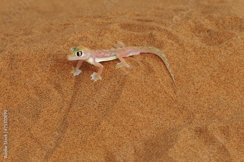 Palmatogecko (Pachydactylus rangei) photo