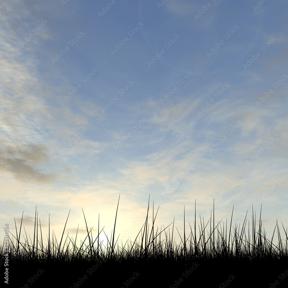 Black grass over sky sunset background Black grass over sky sunset background